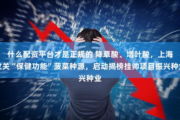 什么配资平台才是正规的 降草酸、增叶酸，上海攻关“保健功能”菠菜种源，启动揭榜挂帅项目振兴种业